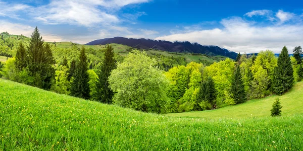 Prairie avec arbres dans les montagnes au lever du soleil — Photo