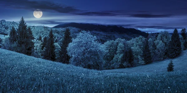 Prato con alberi in montagna di notte — Foto Stock