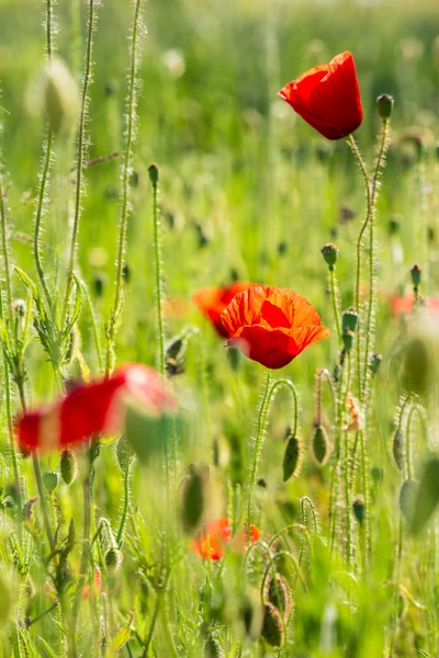 Amapola roja en el campo de trigo —  Fotos de Stock