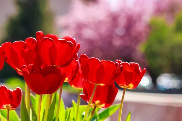 Tulipano rosso su sfondo sfocato colore — Foto Stock