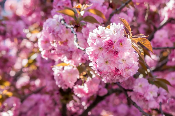 Flores sakura rosa floridas — Fotografia de Stock