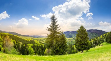 dağ sunrise, iğne yapraklı orman