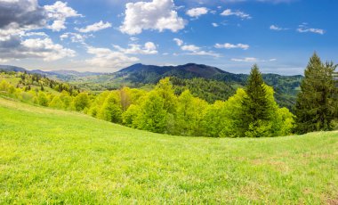 Hillside Çayır yakınındaki dağ orman