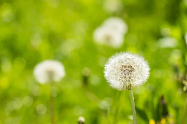 White dandelion on green grass blur background — Stock Photo, Image