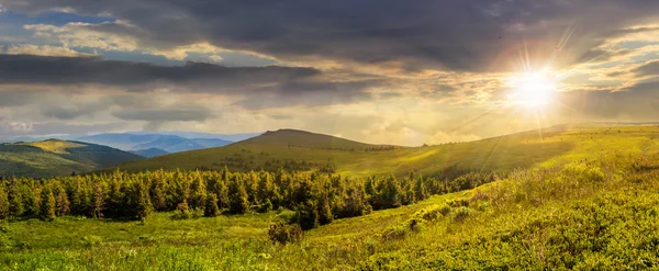 Nadelwald auf einem Berg bei Sonnenuntergang — Stockfoto