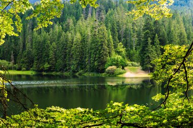 çam ormanı içinde göl