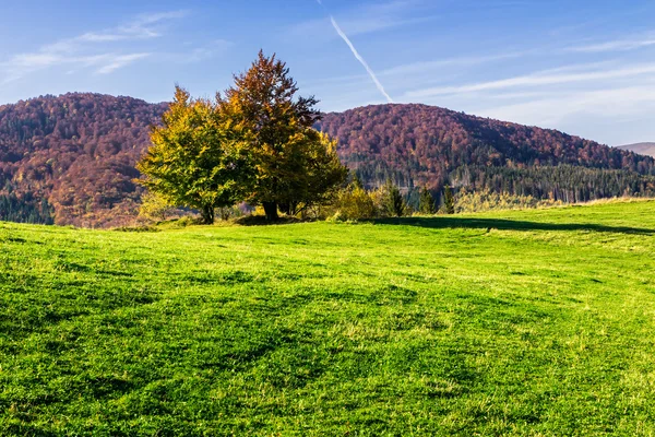 Arbres près de vallée dans les montagnes sur la colline — Photo