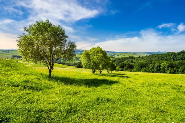 Enkele bomen op heuvel weide bij zonsopgang — Stockfoto