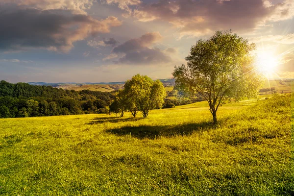 Pocos árboles en el prado de la ladera al atardecer —  Fotos de Stock