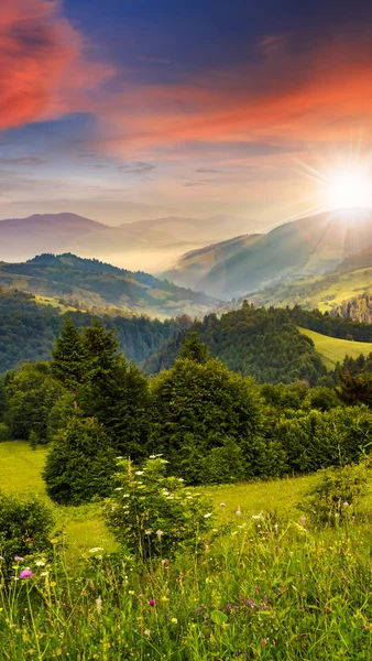 Les v mlze kolem vrcholku hory při západu slunce — Stock fotografie