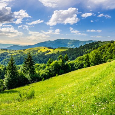 dağın tepesinde iğne yapraklı orman