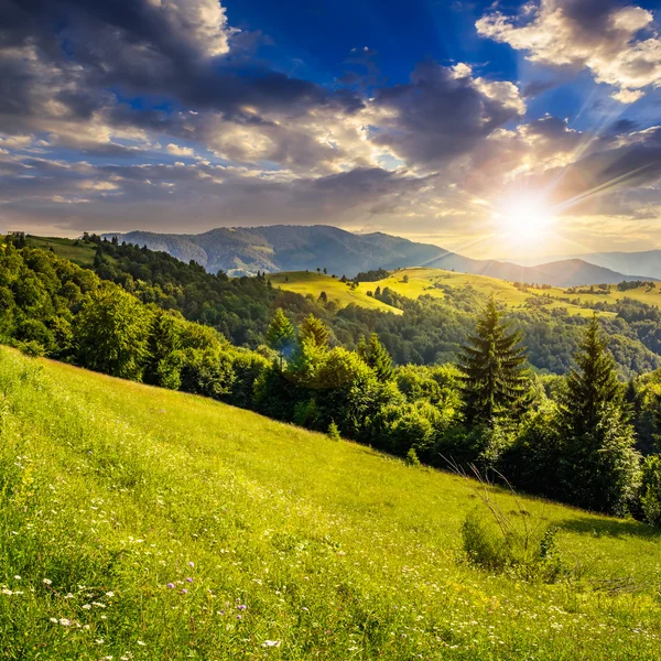 Bosque de coníferas en la cima de una montaña al atardecer —  Fotos de Stock