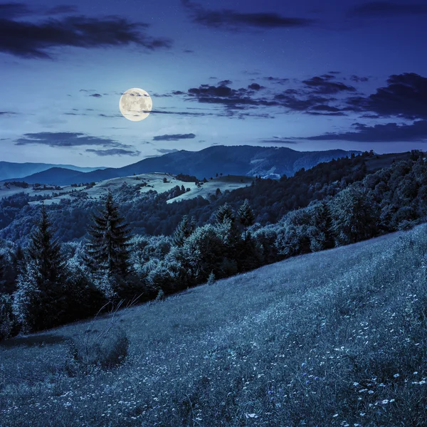 Foresta di conifere su una cima di montagna di notte — Foto Stock