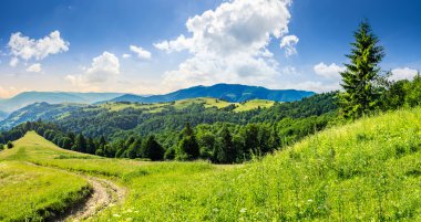 dağın tepesinde gündoğumu, iğne yapraklı orman