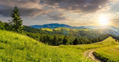 gün batımında dağın tepesinde iğne yapraklı orman