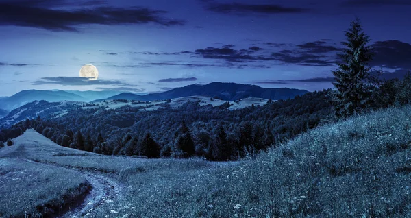 Tűlevelű erdő, egy hegy tetején, éjjel — Stock Fotó