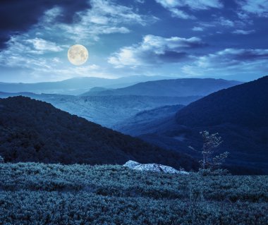 Yalnız kozalaklı ağaç ve taş geceleri