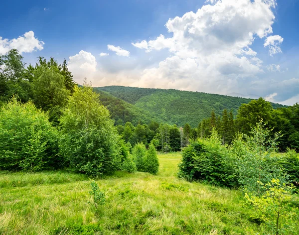 Skogen glade på sluttning — Stockfoto