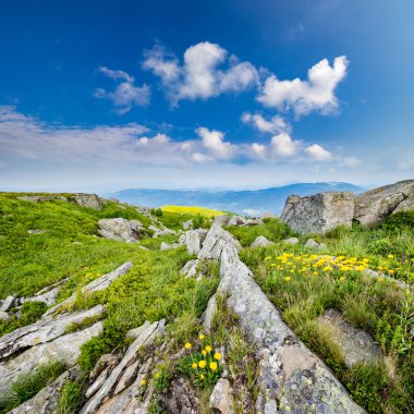 Dandelions yamaca kayaların arasındaki