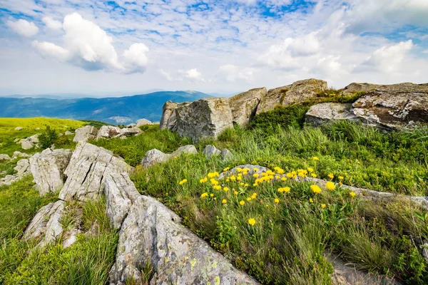 Dandelions among the rocks on hillside — Stock Photo, Image