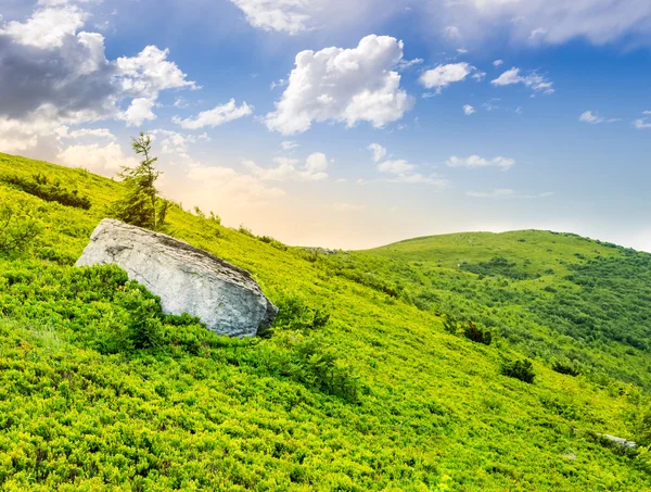 Lonely conifer tree and stone at sunrise — Zdjęcie stockowe