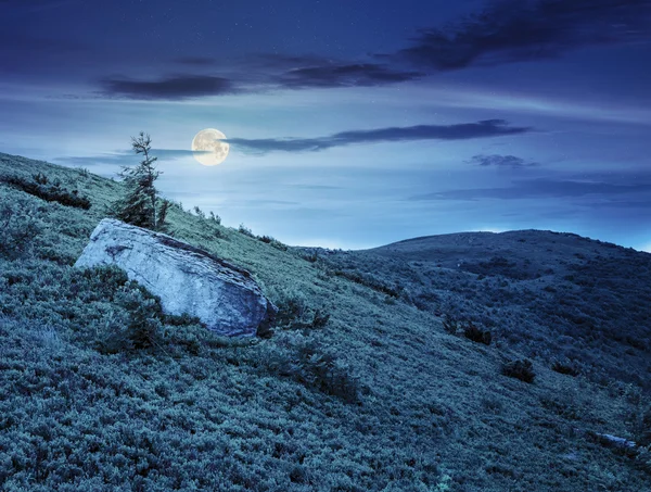 Copac de conifere singur și piatră pe timp de noapte — Fotografie, imagine de stoc