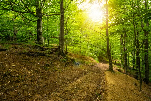 Caminho para a floresta antiga profunda — Fotografia de Stock