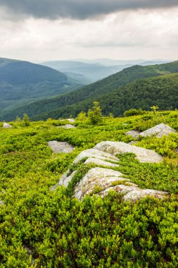 Birkaç ağaç ve taş tepe tarafında