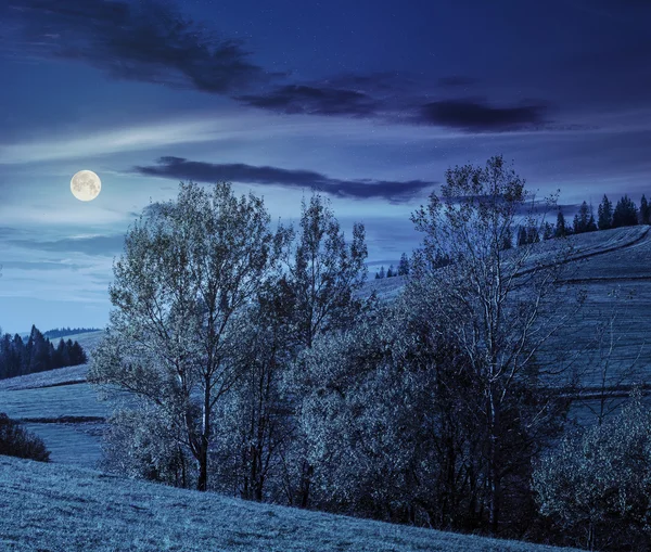 Hillside glade geceleri kaç ağaçta — Stok fotoğraf