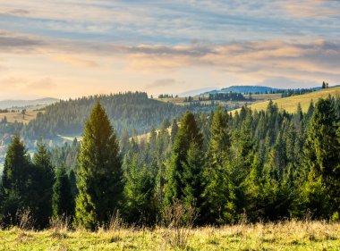 dağlar, gündoğumu iğne yapraklı orman