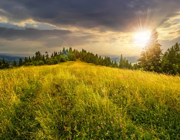 Meadow on a hillside near forest at sunset — Stock Photo, Image