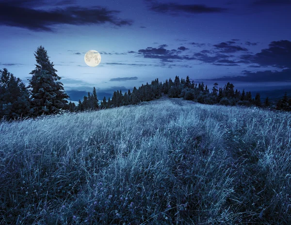 Луг на склоне холма возле леса ночью — стоковое фото