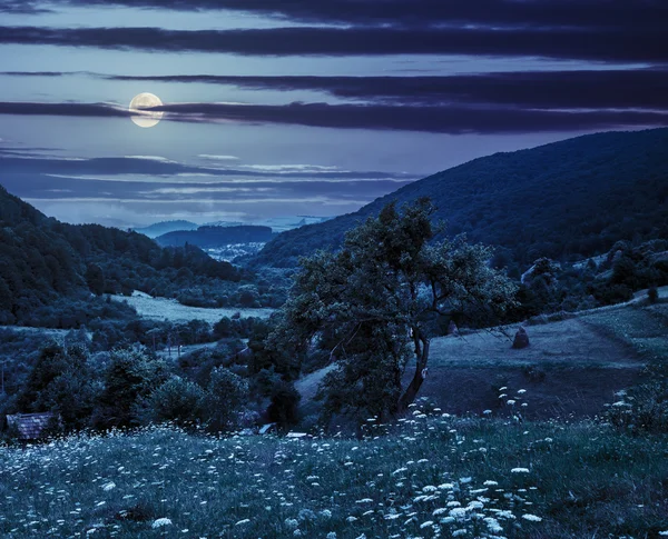 Arbre sur le champ agricole dans les montagnes la nuit — Photo