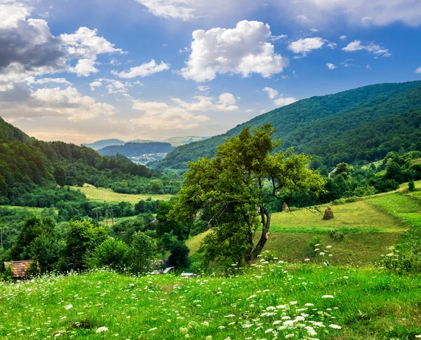 Baum auf landwirtschaftlichem Feld in den Bergen bei Sonnenaufgang — Stockfoto