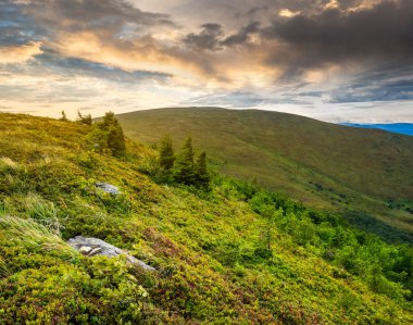 taşlar ve kozalaklı ağaçlar gündoğumu, yamaca