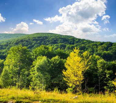 Orman Dağı'nda gündoğumu hillside çayır üzerinde