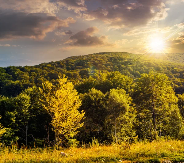 Foresta sul prato collinare in montagna al tramonto — Foto Stock