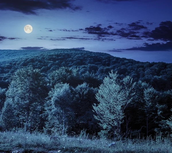Foresta sul prato collinare in montagna di notte — Foto Stock