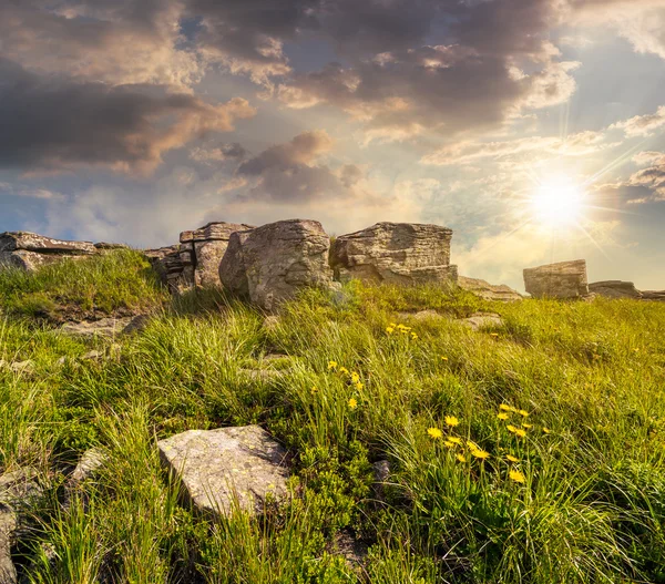 Denti di leone tra le rocce sul fianco della collina al tramonto — Foto Stock