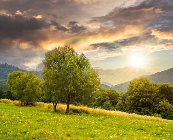 Meadow near the forest in mountains at sunset — Stock Photo, Image