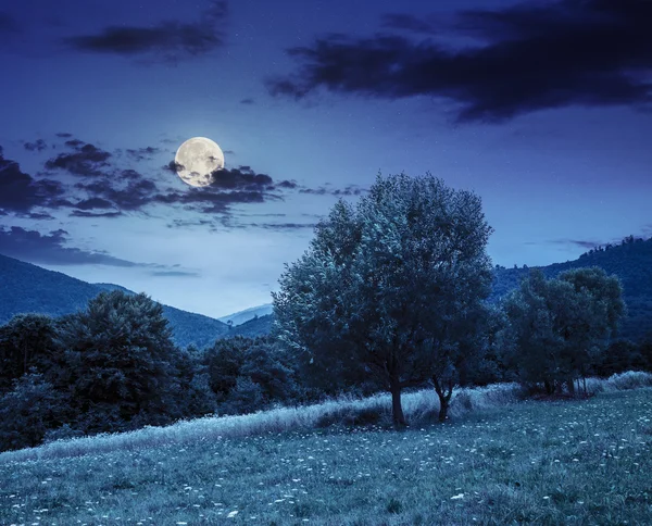 Prairie près de la forêt dans les montagnes la nuit — Photo