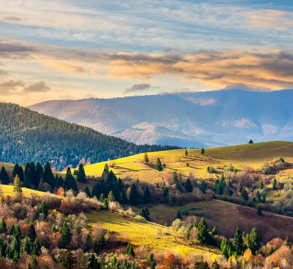 Naaldhout bos op een berghelling bij zonsopgang — Stockfoto