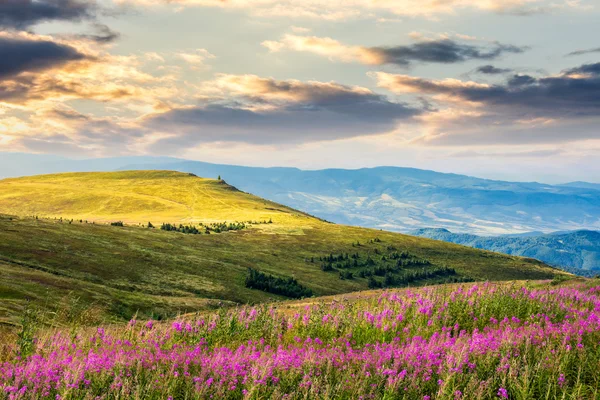 Fiori selvatici sulla collina di montagna all'alba — Foto Stock