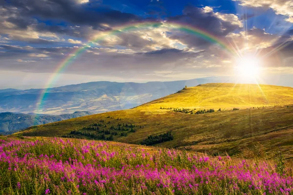 Wild flowers on the mountain hill at sunset — Stock Photo, Image