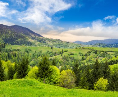 pine trees near valley in mountains at sunrise