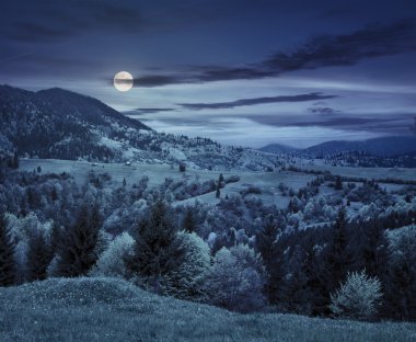 Geceleri dağlarda valley yakınındaki çam ağaçları