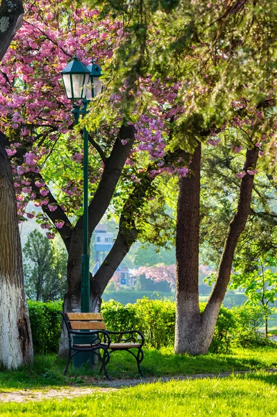 핑크 꽃 사쿠라 나무 벤치와 랜 턴 — 스톡 사진