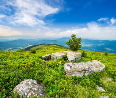 ağaç ve kayalar üzerinde dağ sunrise adlı çayırda hillside