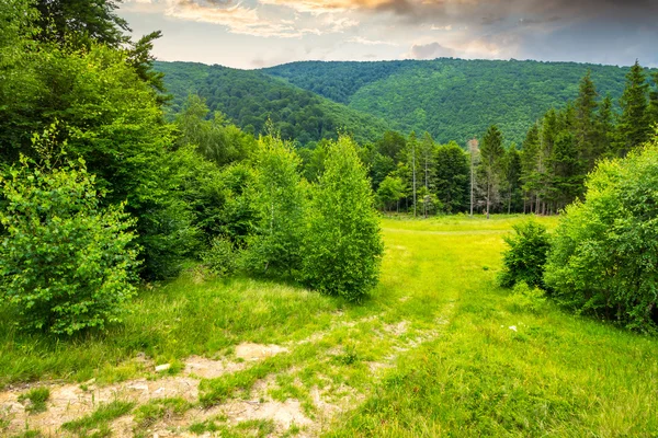 Prato vicino al bosco in montagna — Foto Stock