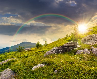 gün batımında dağın tepesinde iğne yapraklı ağaç
